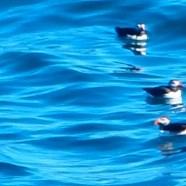 Puffin out of poof!