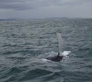 whale watching!!!