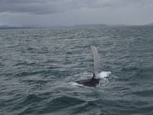 whale watching!!!