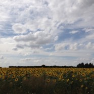 Sunflower Unison