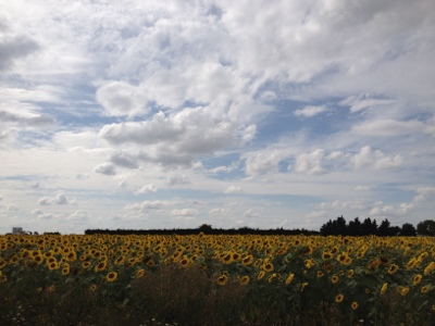 20120804-173732.jpg