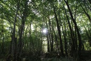 A peaceful scene during a recent, reflective morning walk.
