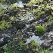 Muddy Shoes