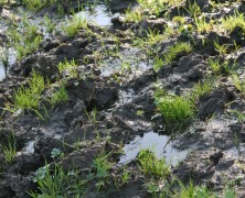 Muddy Shoes