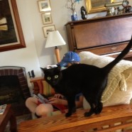 Cats
