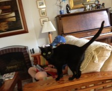Cats