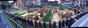 Cow Line