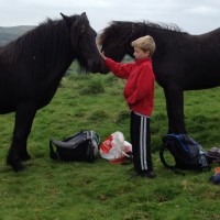 Curious, and slightly aggressive, fell ponies in Kendal, UK