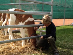 Sweet calf friend at the cow competition day in Wengen, Switzerland