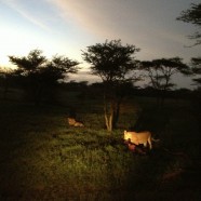 Lions Outside