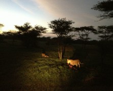 Lions Outside