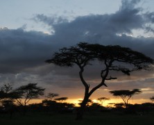 Safari Redux