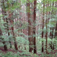 Haunting Afternoon, Takayama