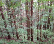Haunting Afternoon, Takayama